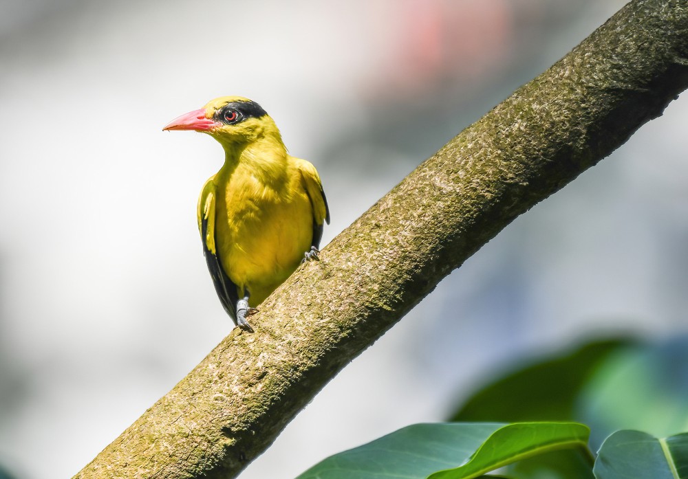 Perching Birds (Order Passeriformes)